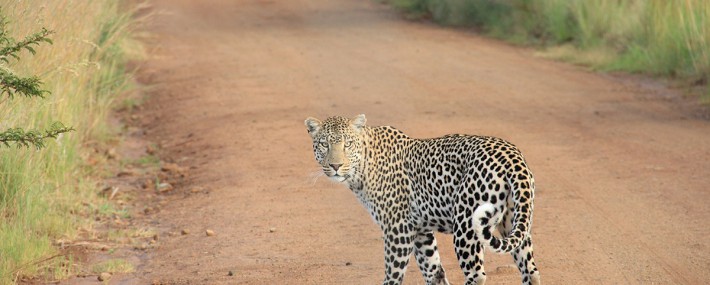 lions-tigers-and-leopards - Dierenkliniek Venhei